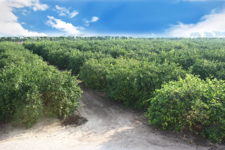 finca-los-cortados-agricola-galindo5